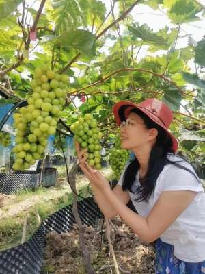 广东玫瑰种植基地(粤桂协作项目东兰县阳光玫瑰葡萄示范基地结硕果)