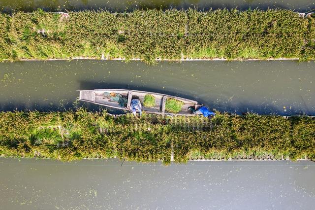 乡村“水上农场”迎丰收