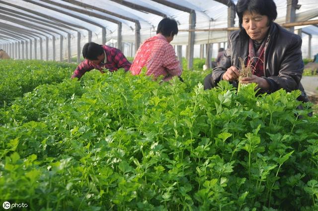 手把手教你种芹菜！掌握几个越冬技巧，冬天也能长得很好