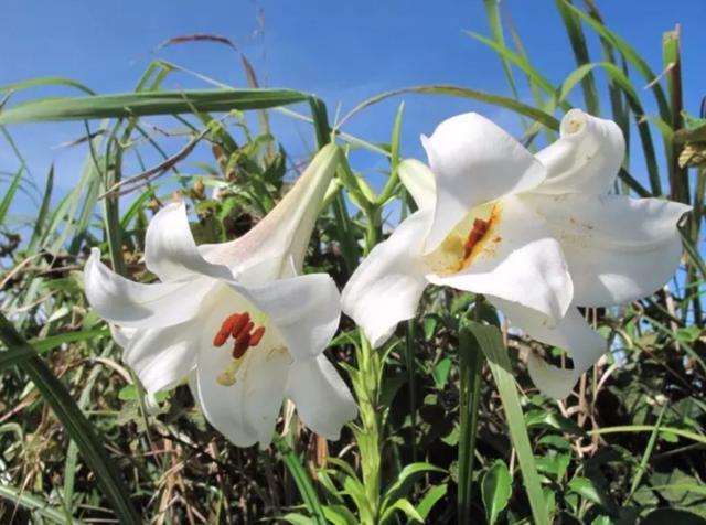 “云裳仙子”——百合花的种植及管理方法