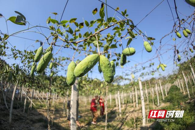 “八月瓜”是什么瓜？衡阳县籍80后企业家返乡潜心种植带乡邻致富