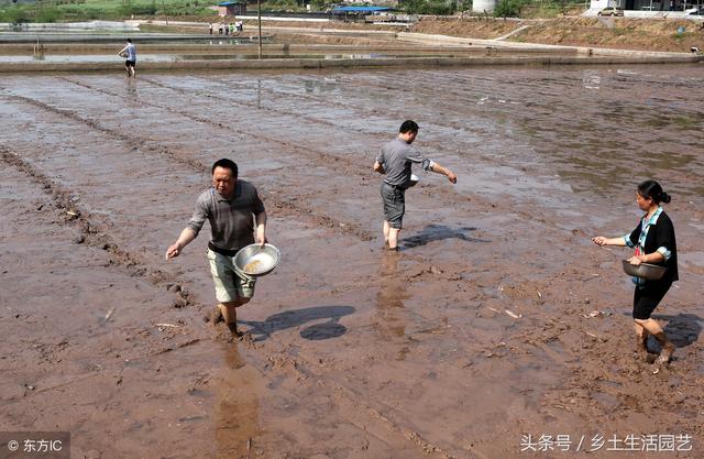 直播种植水稻，杂草比较难治，做好这些管理，一样可以高产