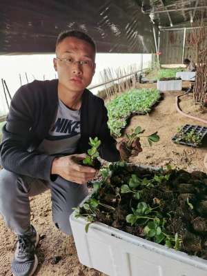 野草莓的种植(栽植香野草莓苗的注意一下几点)