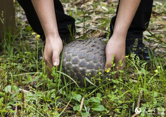 中华穿山甲现身福建将乐校园 林业部门将其放归大自然