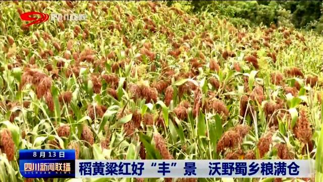 四川新闻联播丨稻黄粱红好“丰”景 沃野蜀乡粮满仓