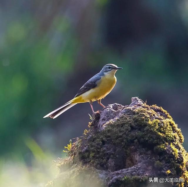 沂山的野生鸟