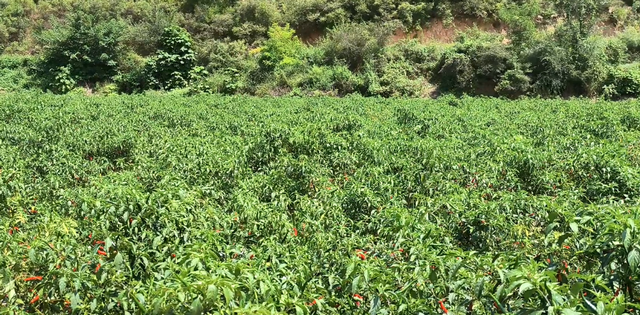 新手种植朝天椒 净化土壤获丰收