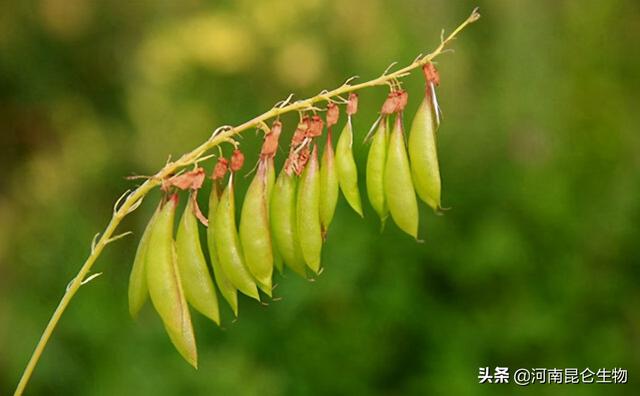 黄芪上什么肥料好？黄芪用什么肥料产量高？黄芪打什么叶面肥好？