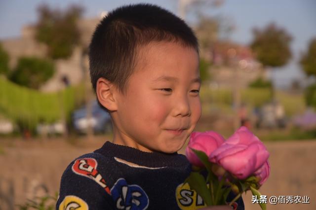 上过《诗经》的芍药，是传统中药材，花比肩牡丹，移栽选种有技巧