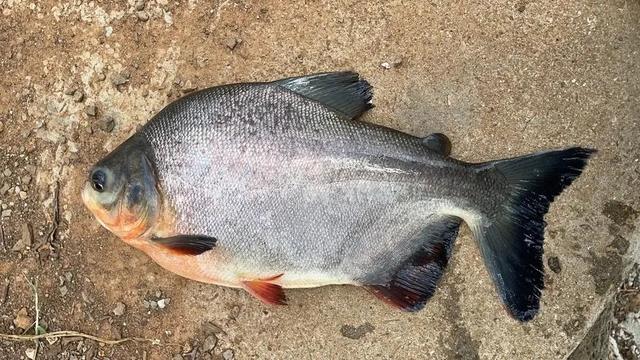 淡水白鲳养殖概述