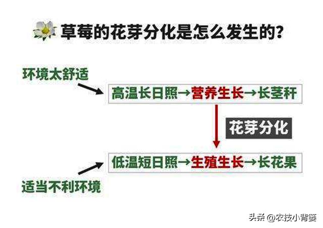 草莓花芽分化有规律、促花管理有技巧，五大促花技术要记牢