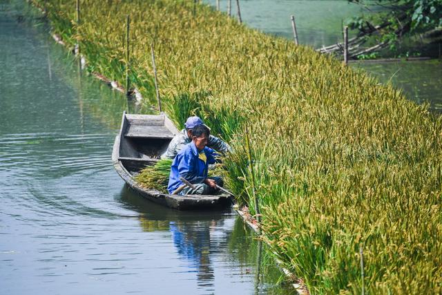 乡村“水上农场”迎丰收