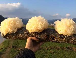 柳树菇种植(银耳原来有这么多功效，它的种植其实并不难？)