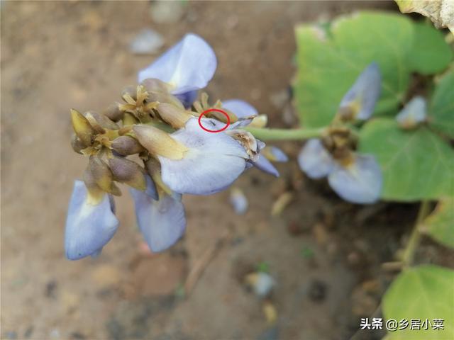 种植凉薯块根膨大难？结薯于土层，选好地块，注重分枝修剪等管理