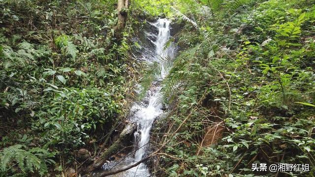 南岭山脉大山深处野货多，找野生灵芝和采蘑菇一样，同样有诀窍