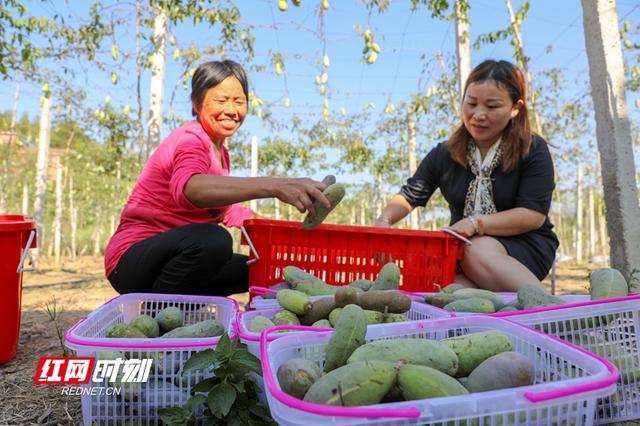 “八月瓜”是什么瓜？衡阳县籍80后企业家返乡潜心种植带乡邻致富