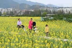 油菜哪里种植(财经聚焦｜油菜花里望丰稔——我国部分油菜主产区扩大种植促进增收观察)