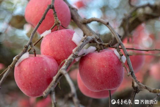 好品山东｜烟台苹果：一张“土”生“土”长的地域名片