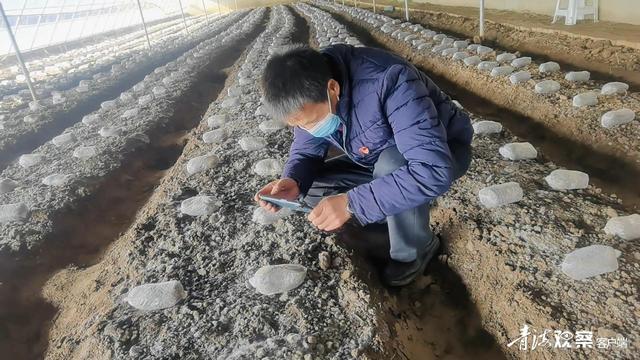 湟中：冬闲地不闲 羊肚菌种植忙