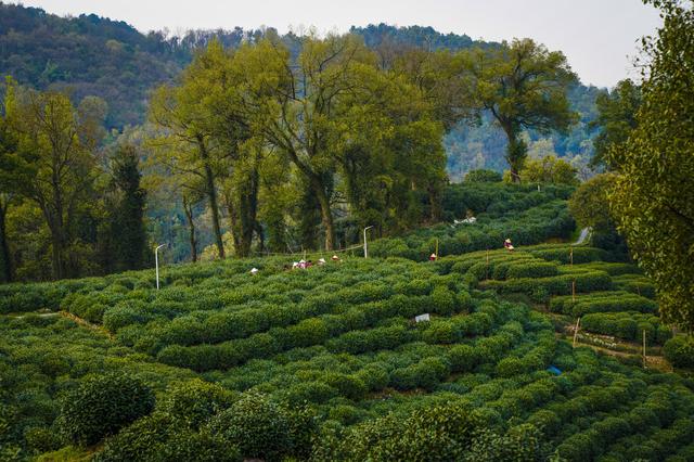 春季茶苗移栽该怎么做？如何提高茶树种植成活率？看完你就懂了