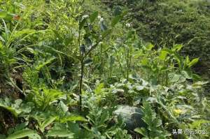 广西茶油果种植(油茶幼林套种西瓜，每亩可增收数千元，高产栽培掌握5个技术要点)