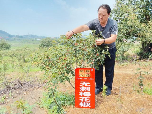 兰陵县鸿雁人才说技术｜无刺花椒栽培管理技术