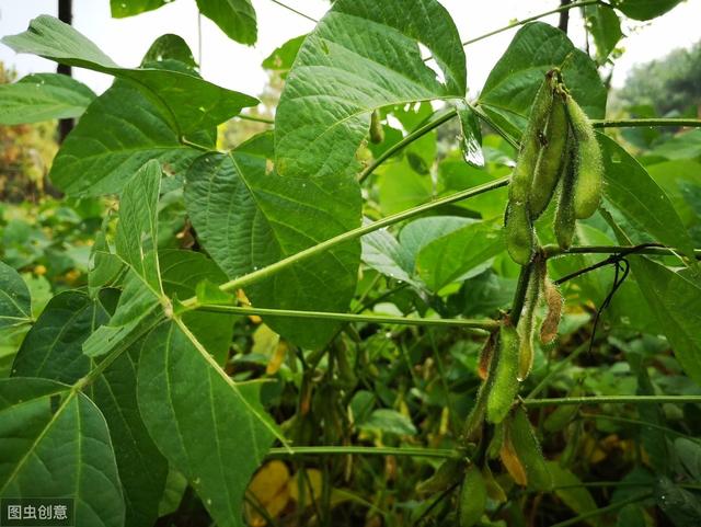 毛豆种植的两种方法，分别是大棚与露地种植