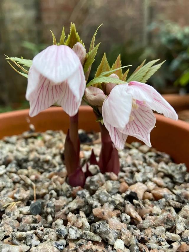 7种适合养在窗台的观赏花卉，花朵和叶子都极具观赏性