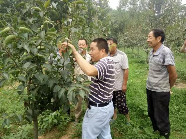 梨树省力密植的栽培技术要点