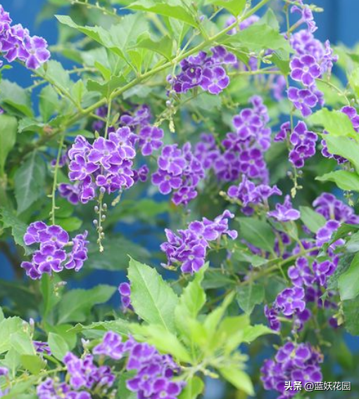 非常适合夏季养的18种开花植物，快看看你有没有养？