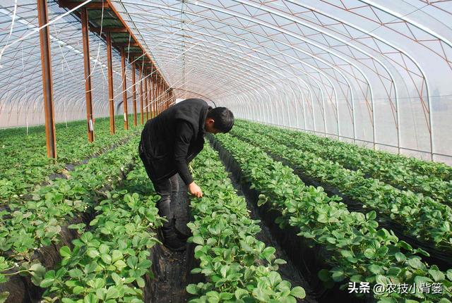 草莓花芽分化有规律、促花管理有技巧，五大促花技术要记牢