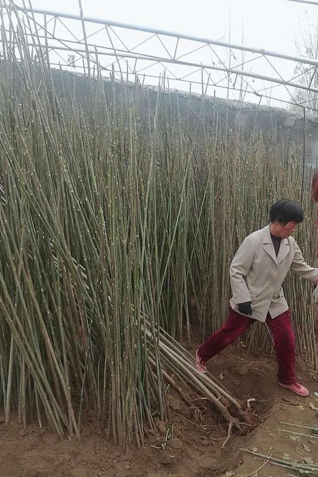 大棚香椿入棚在即，香椿苗开始起苗假植准备进棚，香椿种植教学