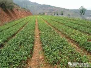 红花油茶种植公司(“护花使者”李玉学)