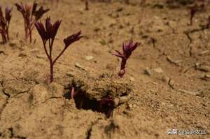 白勺种植(中药材芍药春季管理技术，4个窍门全面概括，种植户掌握不求人)