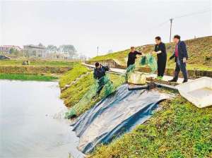 重庆荣昌养殖龙虾(闲置村小变工厂 村民在家办民宿)