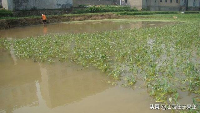 水蕹菜的栽培技术与病虫害防治方法