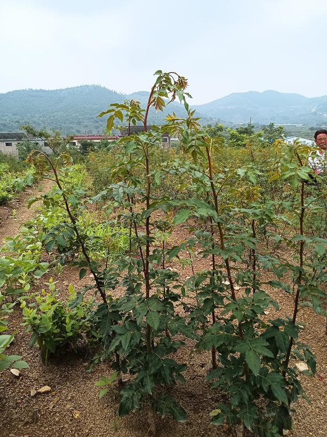 兰陵县鸿雁人才说技术｜无刺花椒栽培管理技术