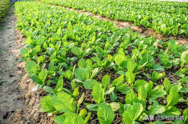 秋天种植蔬菜，出苗后记住三个老办法，没虫没病，秧苗健壮茂盛