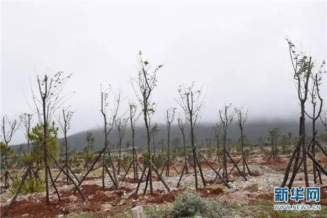 云南丽江：天保工程二十年 牢筑生态安全屏障