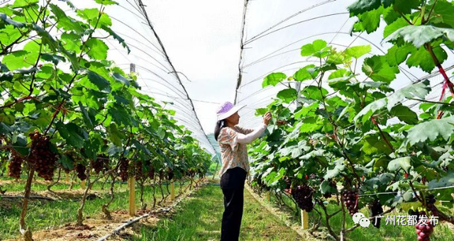 花都一大波鲜果上线！这份采摘攻略快get~