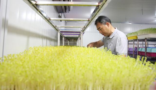 芽苗菜无土栽培栽培的技术环节