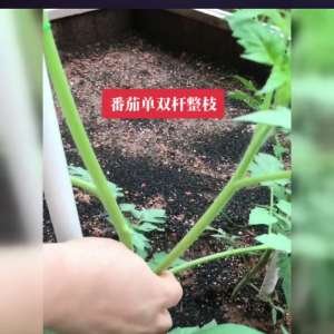 樱桃番茄种植技术视频(番茄单双杆整枝方法#番茄种子)