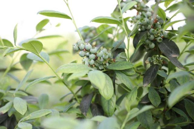 鲁山县：“小蓝莓”鼓起群众“钱袋子”