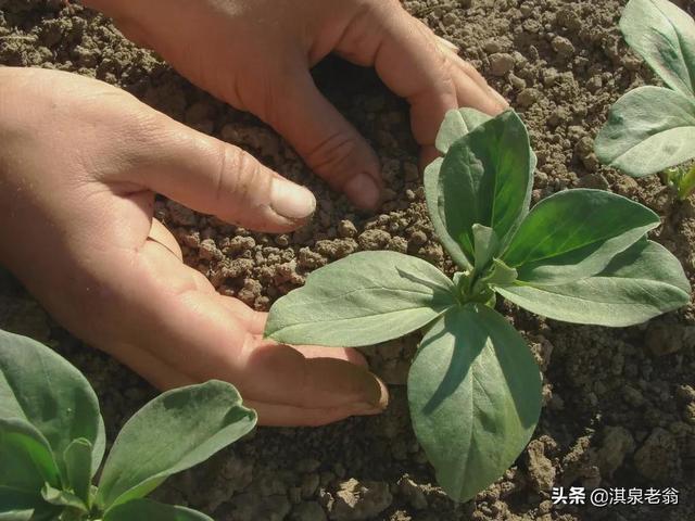 蚕豆的种植时间和技术