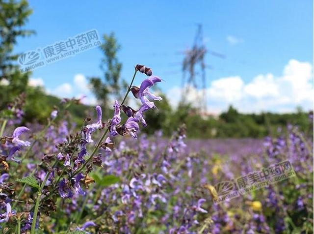 2019年，种植中药材丹参的需注意了！