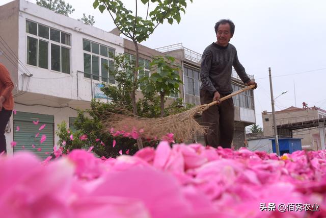 上过《诗经》的芍药，是传统中药材，花比肩牡丹，移栽选种有技巧