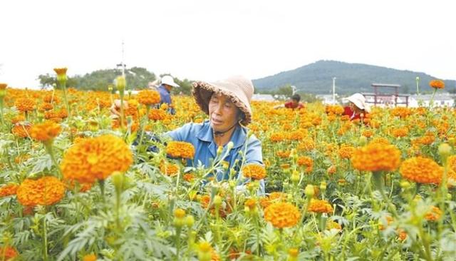 下鸭子塘村：产业发展激活乡村振兴内生动力