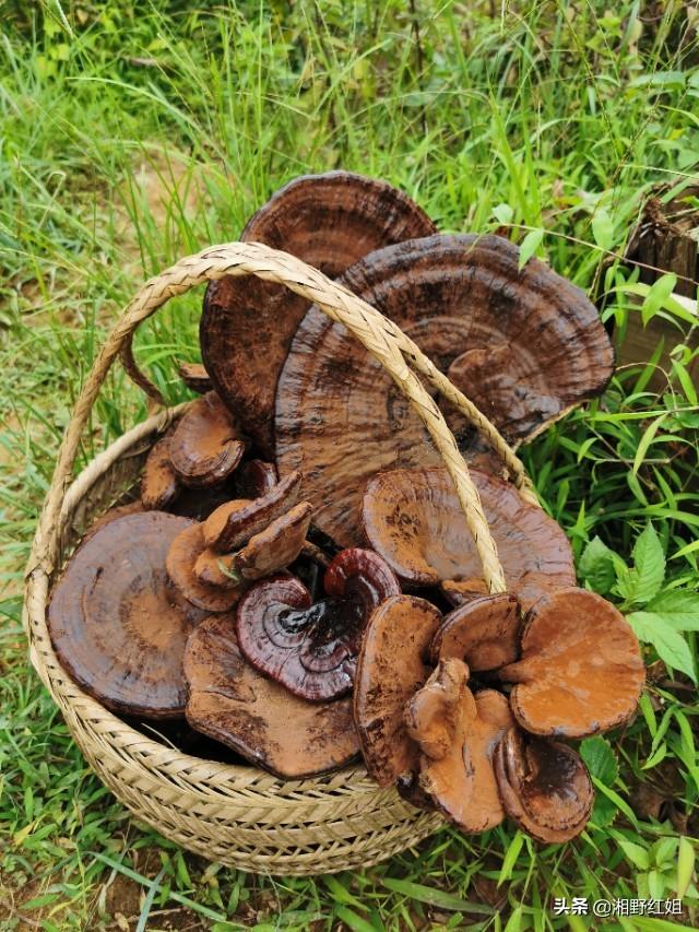 南岭山脉大山深处野货多，找野生灵芝和采蘑菇一样，同样有诀窍