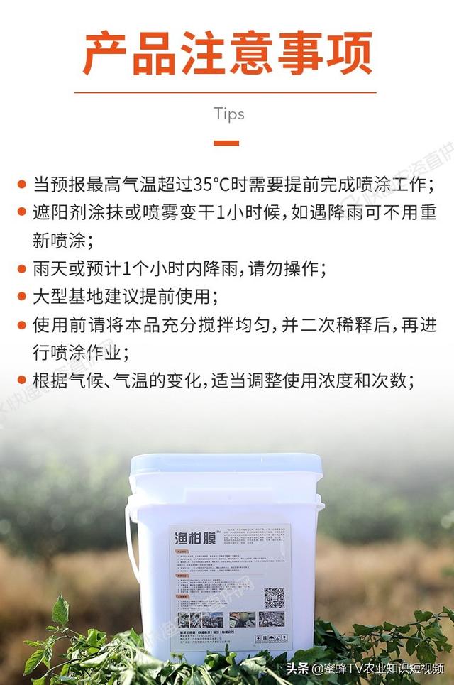 柑橘太阳果怎么办？选对防晒方案是关键，渔柑膜技术应用详解