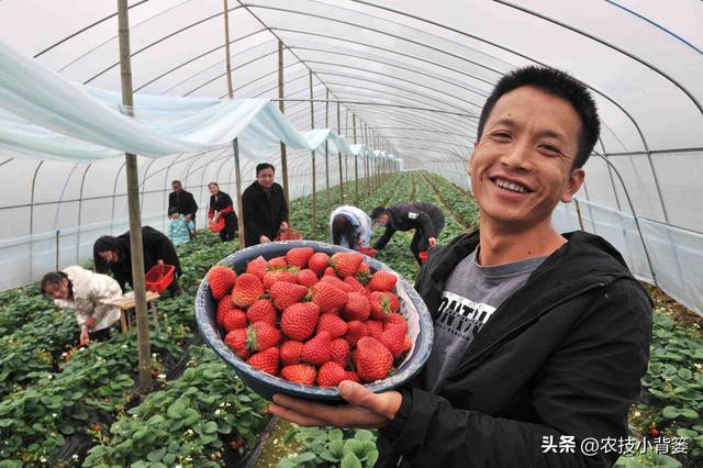 草莓花芽分化有规律、促花管理有技巧，五大促花技术要记牢